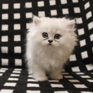Los gatos Persa Chinchilla serán las mejores mascotas que pueda tener a su lado. No le ocasionará ningún problema. 