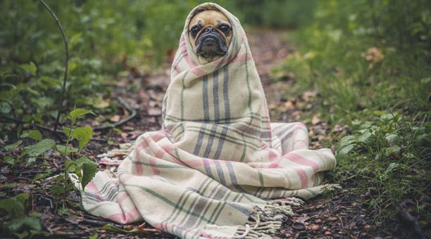 Accesorios-de-abrigo-mantener-calor-en-invierno-para perros