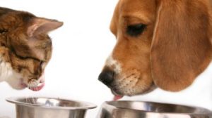 Deberás de tener cuidado a la hora de elegir una adecuada alimentación para tu mascota. 