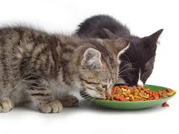 La mejor alimentación para gatos, la podrás encontrar en tu tienda online tupienso.com. Los mejores consejos en este espacio. 