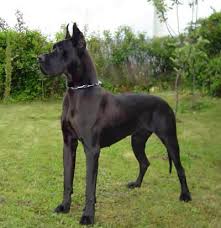 EL Dogo Alemán es un perro de gran tamaño y con pelo corto. Necesitará que cubra todas sus necesidades.