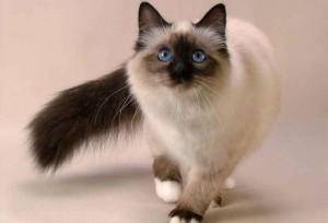 El gato balinés, un animal que resulta ser muy cariñoso, obediente y atento. Presenta un pelaje muy suave y suelen ser muy limpios. 