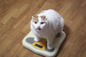 Obesidad en gatos castrados