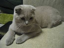El gato Scottish Fold son mascotas amistosas, dulces y compañeras de sus dueños.