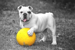 Los juguetes para perros más adecuados para tu mascotas lo podrás encontrar en tupienso.com