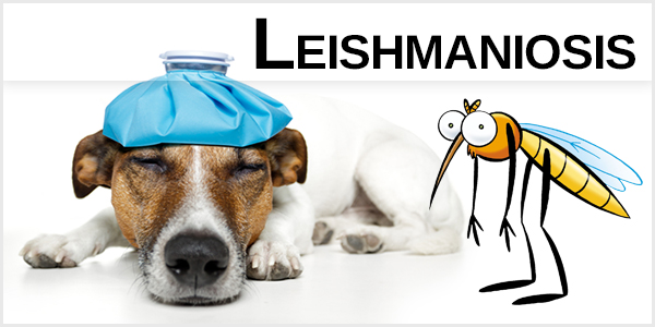 Leishmaniosis 