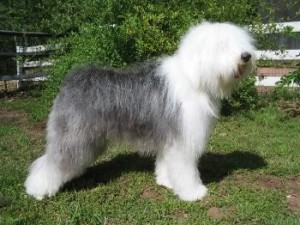 El perro de raza pastor inglés es un animal muy cariñoso y jugeton. Podrás pasar muy bueno momentos con tu mascota.