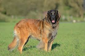Los perros de raza Leonberger, son animales que necesitan mucho ejercicio físico para el fortalecimiento de músculos y articulaciones.