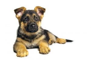 EL pastor alemán, una de las mejores razas de perros que existen, estarás seguro con ellos.