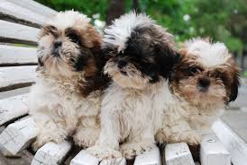 Los perros de raza Shih Tzu, son animales muy pequeños y adorables, sobre todo cuando son crías. Conoce todo sobre la raza. 