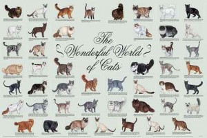Existen muchas razas de gatos. Aquí te informamos de la gran variedad que puedes conocer.