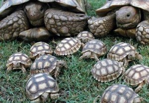 Las tortugas domésticas se convertirán en tu mejor compañía. Conoce todo sobre ellas.