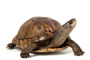 Las tortugas son animales que necesitan de tus cuidados y desvelos, sobre todo en su alimentación. 