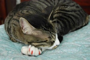 Extraer las uñas al gato, es la mejor solución para que tu mascota no te arañe más, ni a ti ni a tus muebles de casa. 