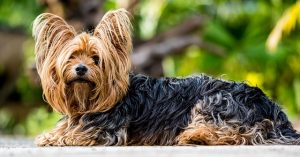 Para el cuidado óptimo de las uñas de los perros, tupienso.com te ofrece una gama de productos para ello.