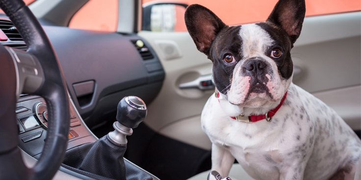perros y viajes en coches