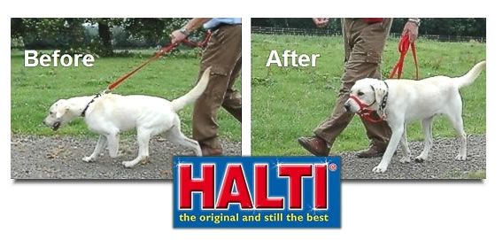 halti headcollar para perros
