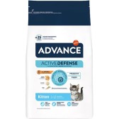 Advance Kitten Advance Kitten